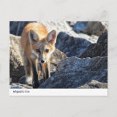 Majestic Fox Postkarte (Vorderseite)