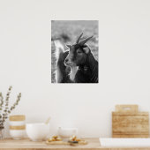 Majestic Goat mit Horns in Nature Poster (Küche)
