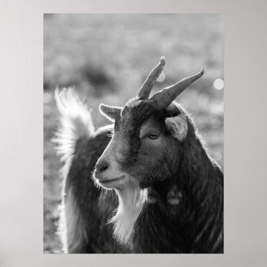 Majestic Goat mit Horns in Nature Poster (Vorne)