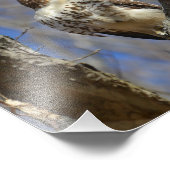 Majestic Hawk Fotodruck (Ecke)