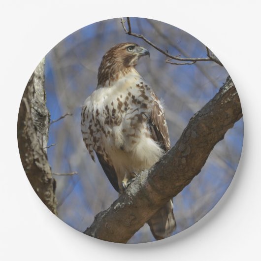 Majestic Hawk Pappteller (Vorderseite)