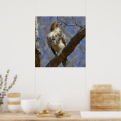 Majestic Hawk Poster (Küche)