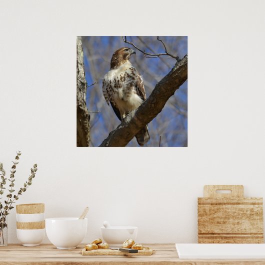 Majestic Hawk Poster (Küche)