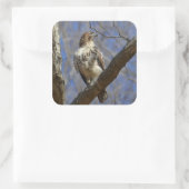 Majestic Hawk Quadratischer Aufkleber (Tasche)