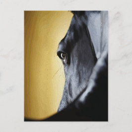 Majestic Horse Eye Nah-Up Art Postkarte
