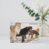 Majestic Islandpferde Postkarte (Stehend Vorderseite)