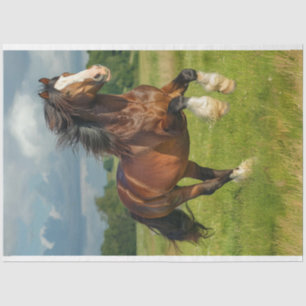 Majestic Kastanien Clydesdale Horse Seidenpapier