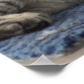 Majestic Kitten Poster (Ecke)