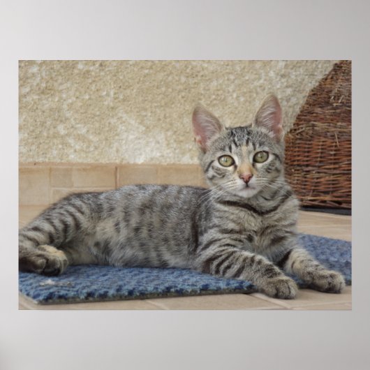 Majestic Kitten Poster (Vorne)