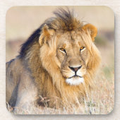 Majestic lion Foto Getränkeuntersetzer (Vorderseite)