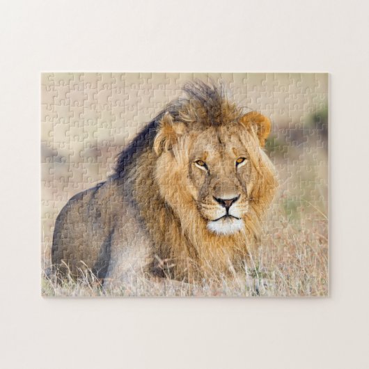 Majestic lion Foto Puzzle (Horizontal)