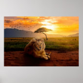 Majestic Lion in Afrika bei Sonnenuntergang Poster (Vorne)