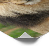 MAJESTIC LION POSTER (Ecke)