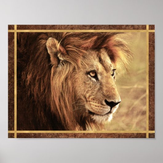 Majestic Lion Sideway Foto Poster (Vorne)