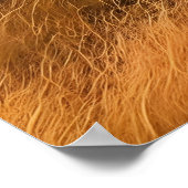 Majestic Lions, die durch ein begrüntes Feld wande Poster (Ecke)