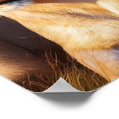 Majestic Lions Roaming Heritage Land Poster (Ecke)