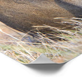 Majestic Löwen-Fotografie Poster (Ecke)