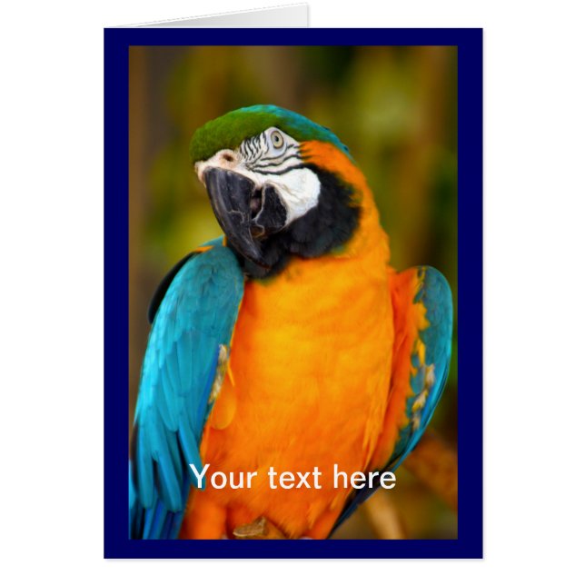 Majestic Macaw (Vorne)