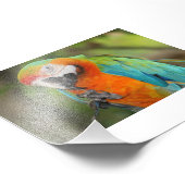 Majestic Macaw Fotodruck (Ecke)