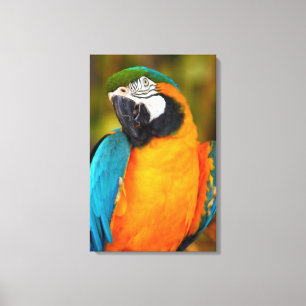 Majestic Macaw Leinwanddruck