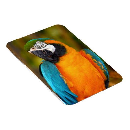 Majestic Macaw Magnet (Rechte Seite)