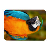 Majestic Macaw Magnet (Horizontal)