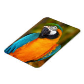 Majestic Macaw Magnet (Linke Seite)