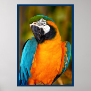 Majestic Macaw Poster