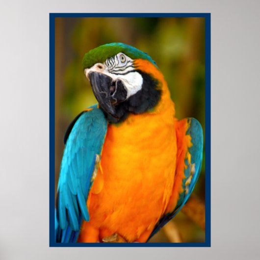 Majestic Macaw Poster (Vorne)