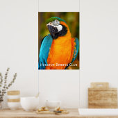 Majestic Macaw Poster (Küche)