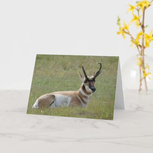 Majestic Male Pronghorn, Custer, SD - Karte (Gelbe Blume)
