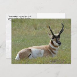 Majestic Male Pronghorn, Custer, SD - Postkarte