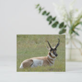 Majestic Male Pronghorn, Custer, SD - Postkarte (Stehend Vorderseite)