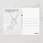 Majestic Male Pronghorn, Custer, SD - Postkarte (Rückseite)