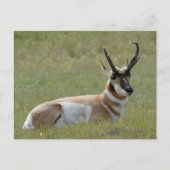 Majestic Male Pronghorn, Custer, SD - Postkarte (Vorderseite)