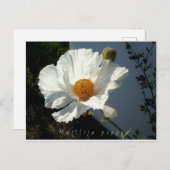 Majestic Matilija Poppy Postcard Postkarte (Vorne/Hinten)