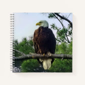 Majestic Mature Bald Eagle im Baum Notizblock (Vorderseite)
