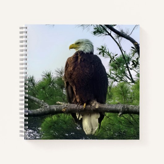 Majestic Mature Bald Eagle im Baum Notizblock (Vorderseite)