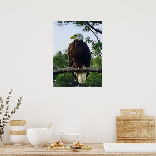 Majestic Mature Bald Eagle im Baum Poster (Küche)