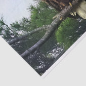 Majestic Mature Bald Eagle im Baum Seidenpapier (Ausschnitt)