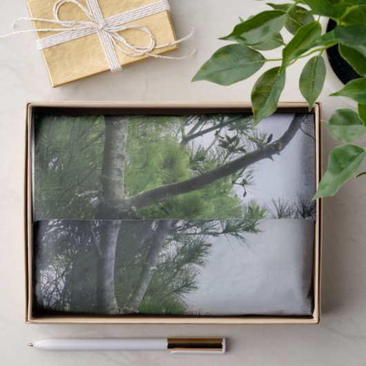 Majestic Mature Bald Eagle im Baum Seidenpapier (Geschenk)