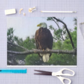 Majestic Mature Bald Eagle im Baum Seidenpapier (Handwerk)