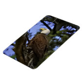 Majestic Mature Bald Eagle Magnet (Linke Seite)