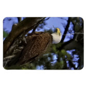 Majestic Mature Bald Eagle Magnet (Horizontal)