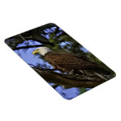 Majestic Mature Bald Eagle Magnet (Rechte Seite)
