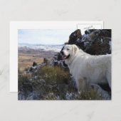 Majestic Mountain Hund Postkarte (Vorne/Hinten)