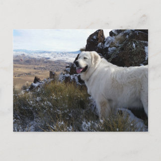 Majestic Mountain Hund Postkarte