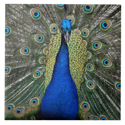 Majestic Peacock Fliese (Vorderseite)
