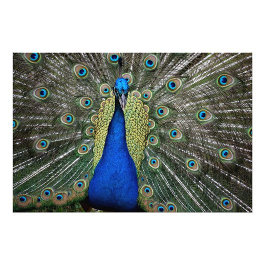 Majestic Peacock Fotodruck (Vorne)
