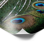 Majestic Peacock Fotodruck (Ecke)